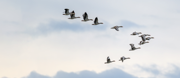 Tips when migrating Nintex forms to Power Platform