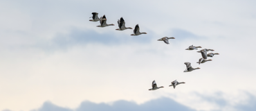 Tips when migrating Nintex forms to Power Platform